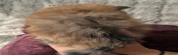 Pomeranian dogs for sale: Pomeranian  - Advert 12