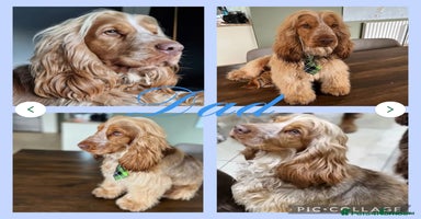 Cocker Spaniel dogs - Advert 6