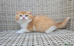 British Shorthair cats for sale: Stunning British Shorthair Kittens  - Image 5
