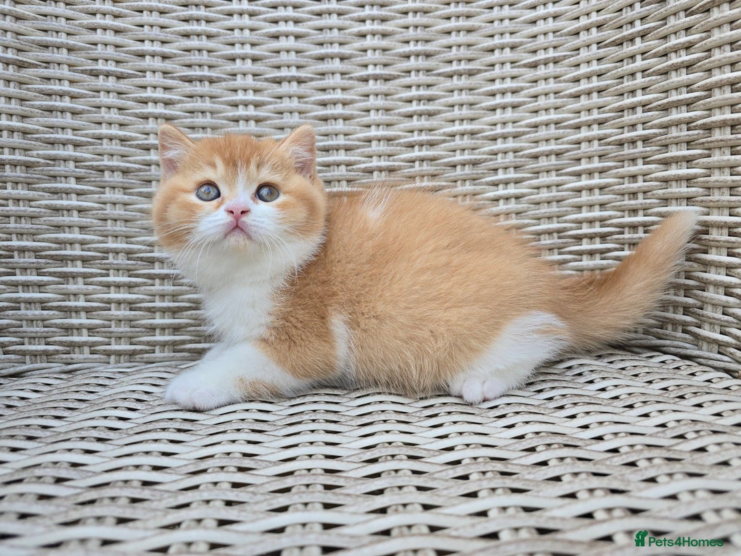 British Shorthair cats for sale: Stunning British Shorthair Kittens  - Image 5