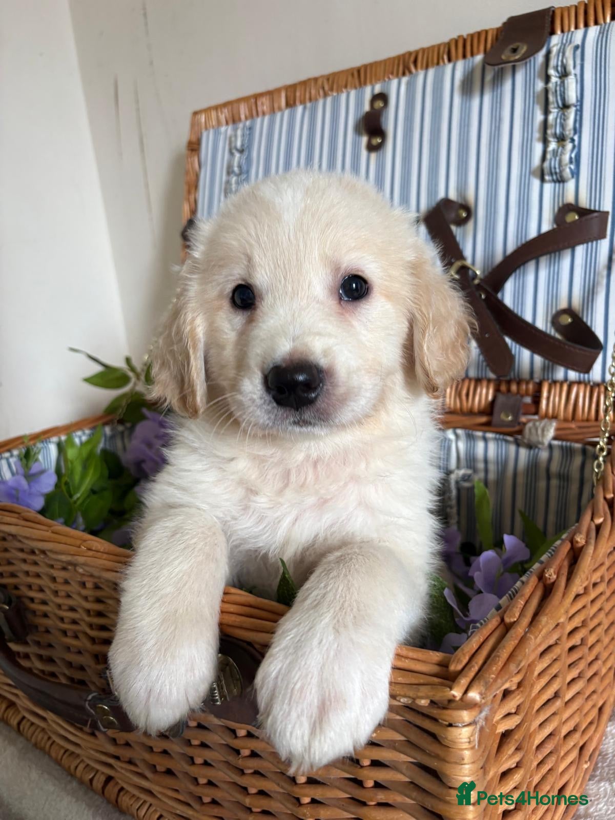 Mixed Breed dogs 10 splendid Coltriver Puppies ready to bring joy - Advert 2