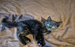Mixed Breed cats for sale: Adorable Kittens - £150 (Reduced) - Image 4