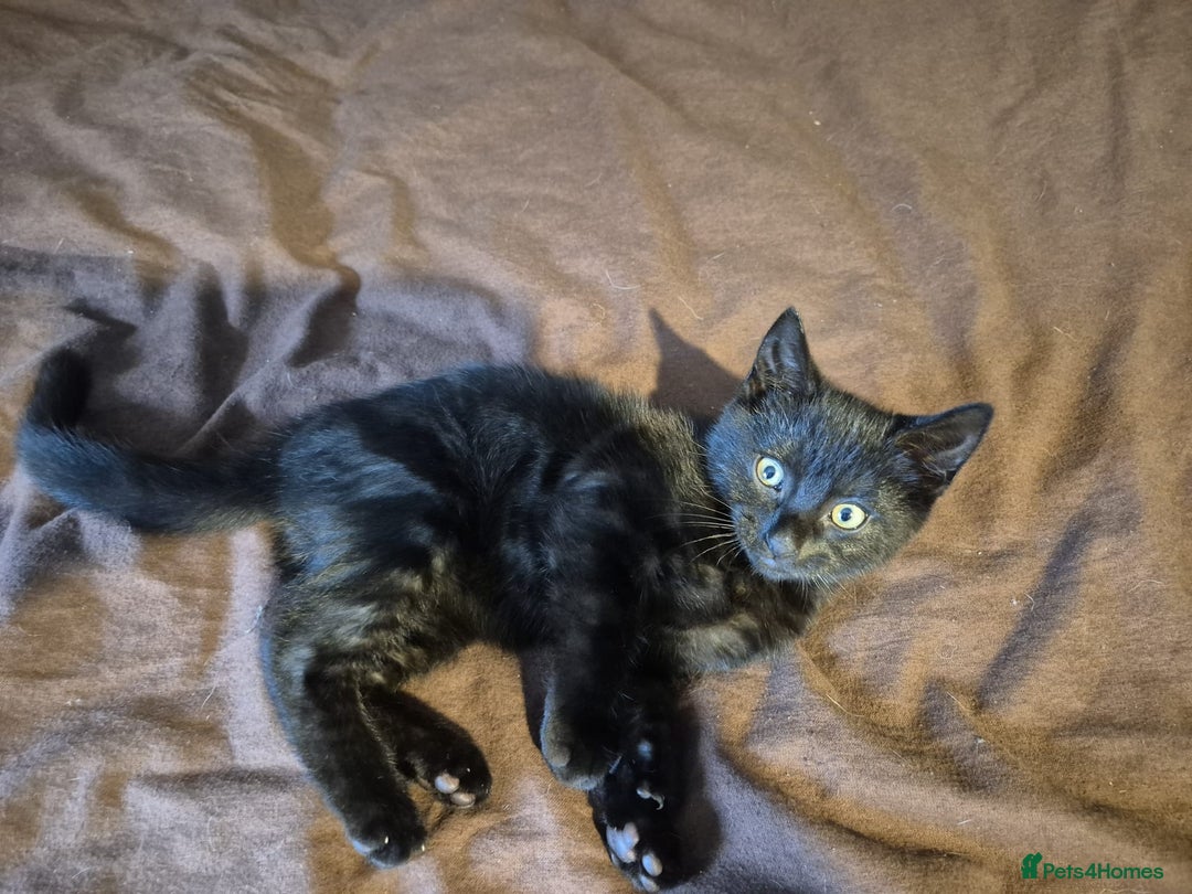 Mixed Breed cats for sale: Adorable Kittens - £150 (Reduced) - Image 4