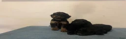 Cockapoo dogs for sale: Beautiful F1 cockapoos - Advert 3