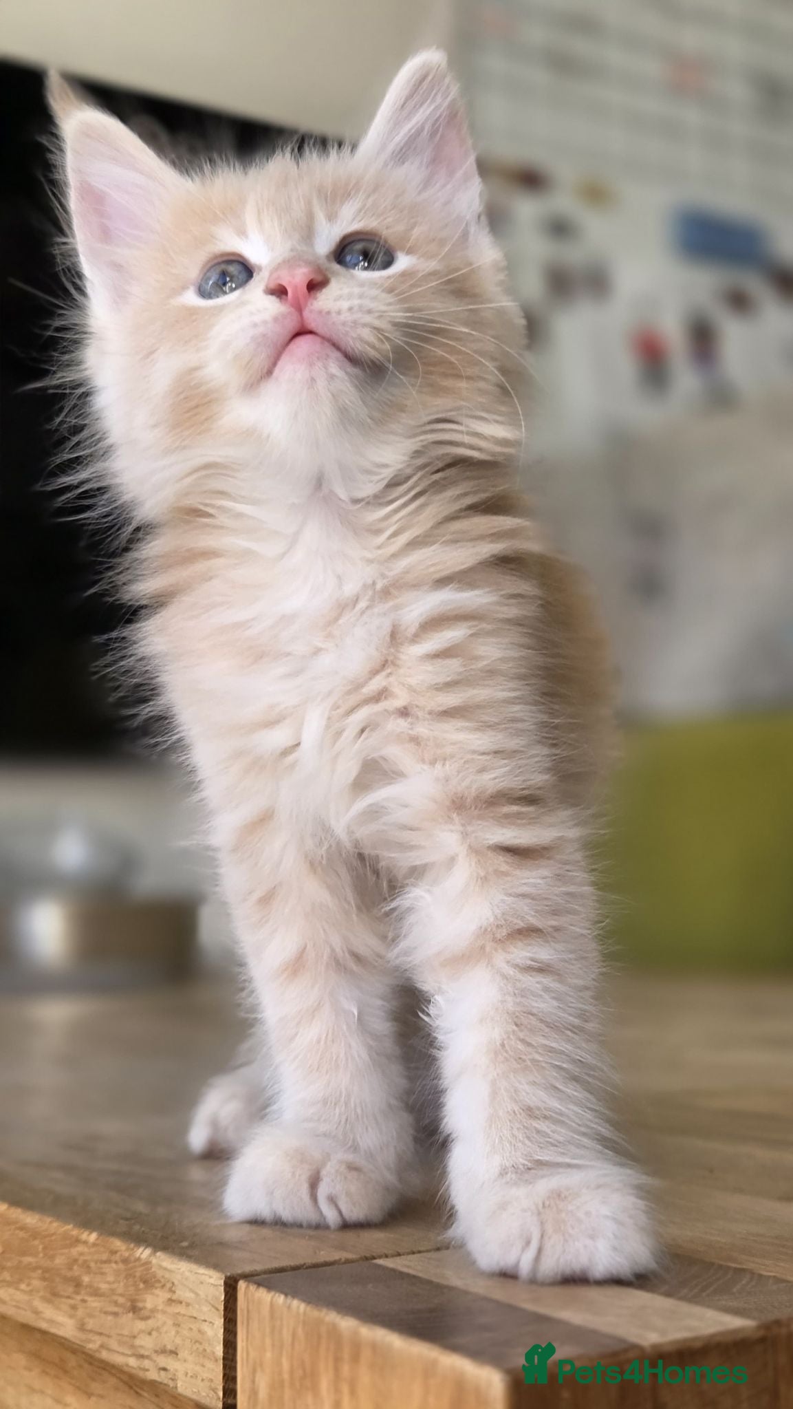 Maine Coon cats Beautiful, well handled Maincoon kittens  - Advert 6
