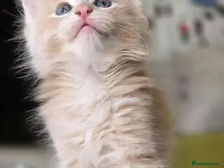Maine Coon cats Beautiful, well handled Maincoon kittens - Advert 6
