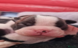 Boston Terrier dogs for sale: Beautiful Boston Terriers pups - Image 6