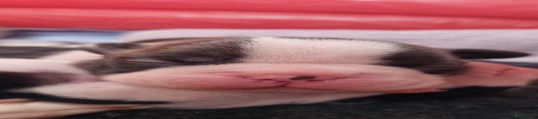 Boston Terrier Puppy 1