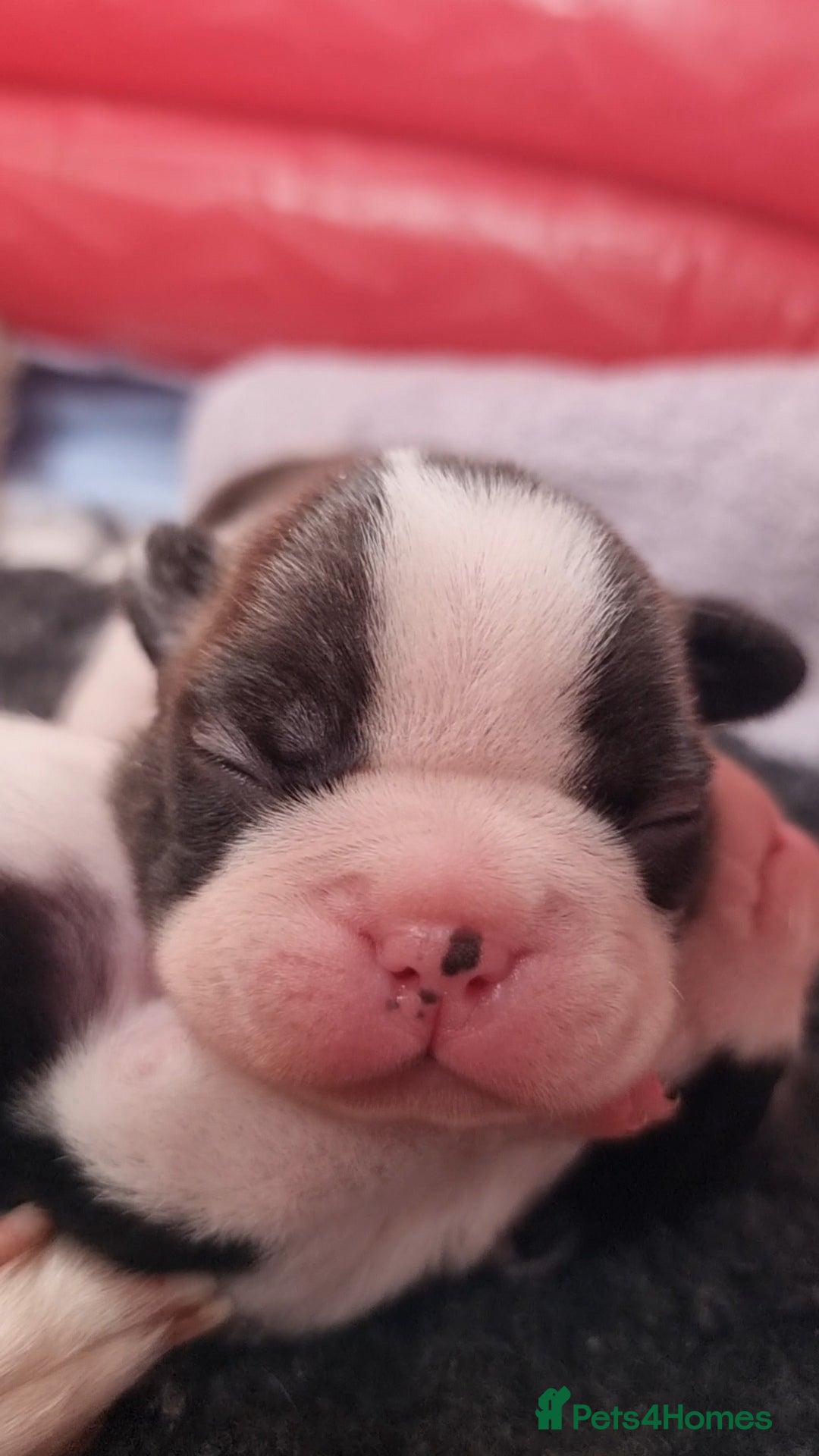 Boston Terrier dogs for sale: Beautiful Boston Terriers pups - Image 6