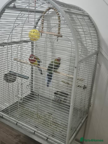 Parrots birds - Advert 15