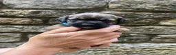 Border Terrier dogs for sale: Absolutely Top Quality Border Terriers - Advert 19