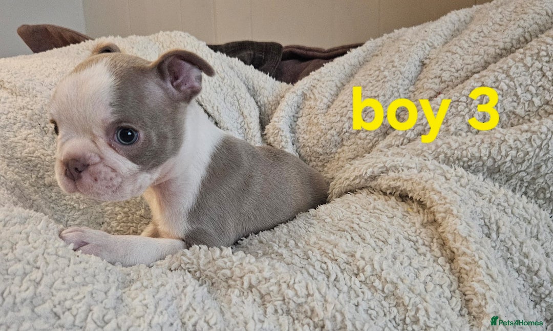Boston Terrier dogs for sale: Lilac boston babies  - Image 5