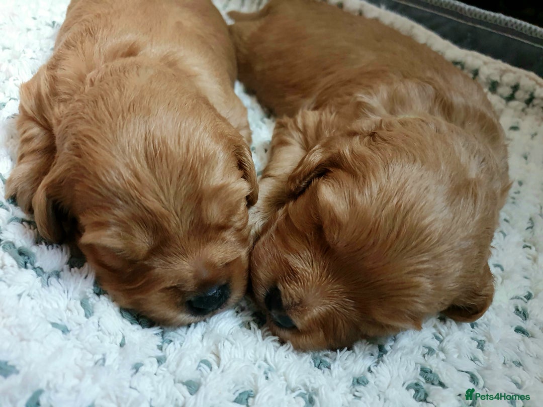 Mixed Breed dogs for sale: Beautiful red and fawn colour Cavapoochons pups - Advert 26