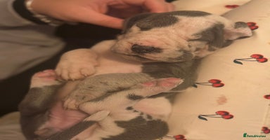 Great Dane dogs - Advert 1