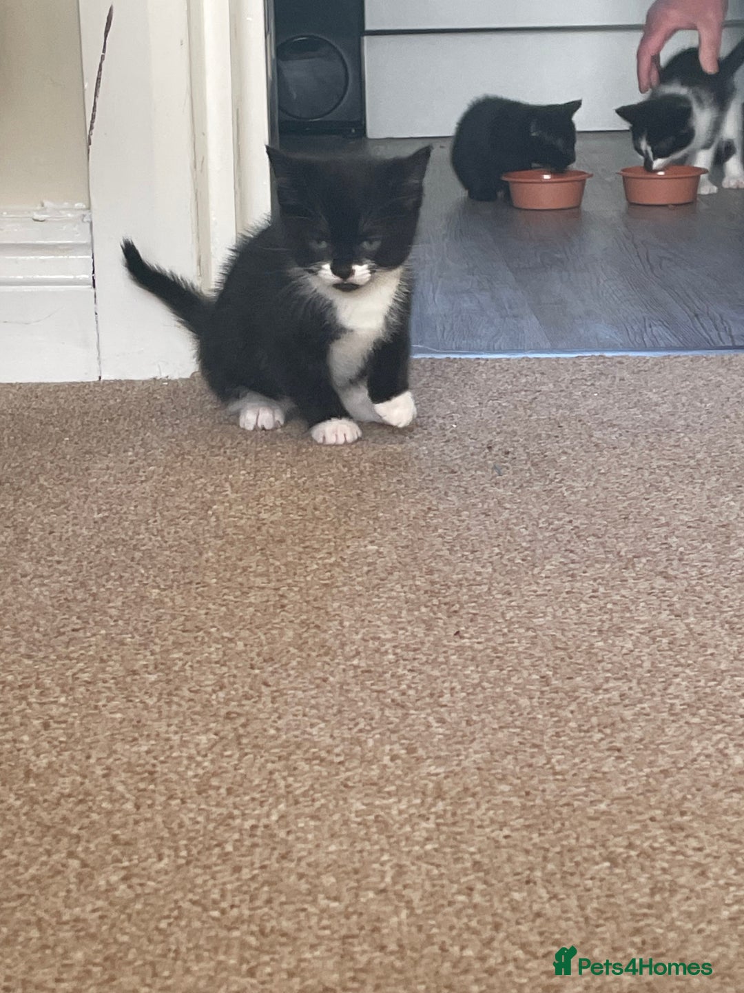Mixed Breed cats for sale: 3 little kittens for sale - Advert 4