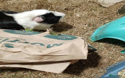 Guinea Pig rodents for sale: 2x male guinea pigs - Image 2