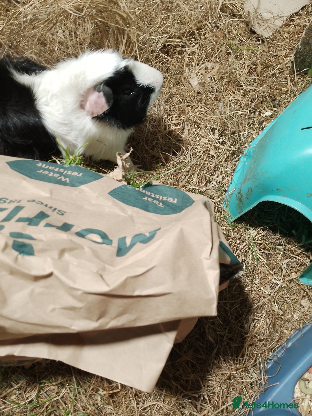Guinea Pig rodents for sale: 2x male guinea pigs - Image 2