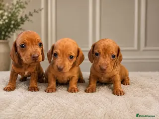 Dachshund dogs Ready to leave Beautiful miniature dachunds - Advert 4