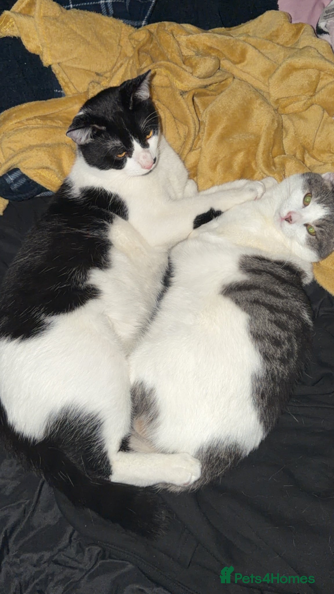British Shorthair cats Milo & Casper - Advert 1
