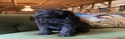 Bernedoodle dogs for sale: Black Bernedoodle Boy 1250 - Advert 14