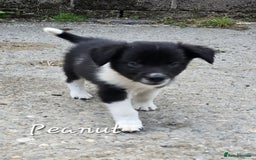 Border Collie dogs for sale:  Any farmers looking for working dogs? - Image 16