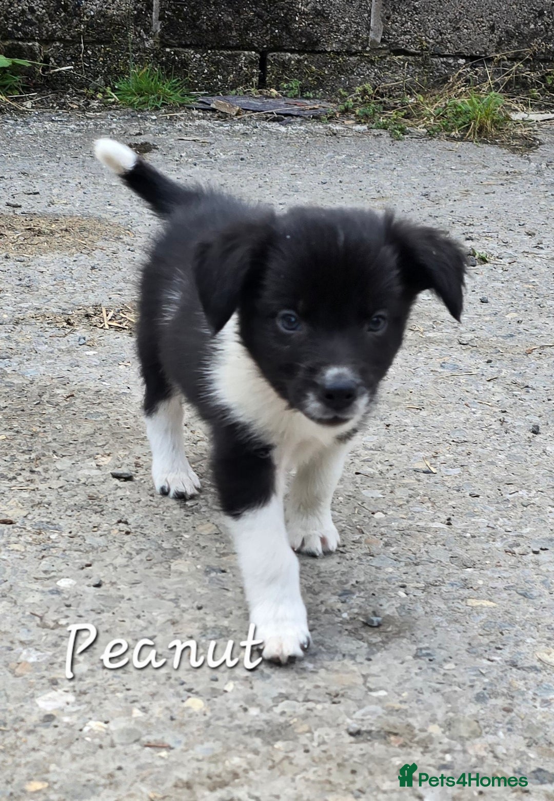 Border Collie dogs for sale:  Any farmers looking for working dogs? - Image 16