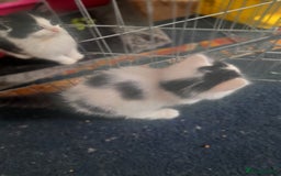British Longhair cats for sale: Kittens for sale - Image 12
