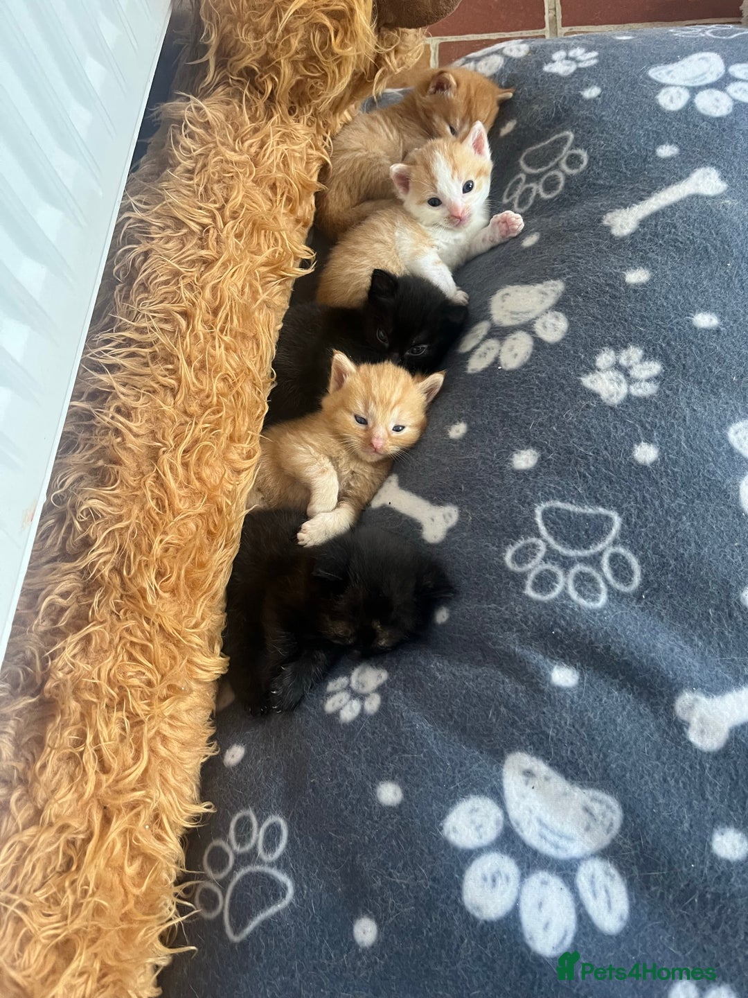 Mixed Breed cats for sale: Adorable mixed breed kittens  - Image 4