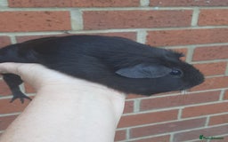 Guinea Pig rodents for sale: Guinea pig females - Image 2