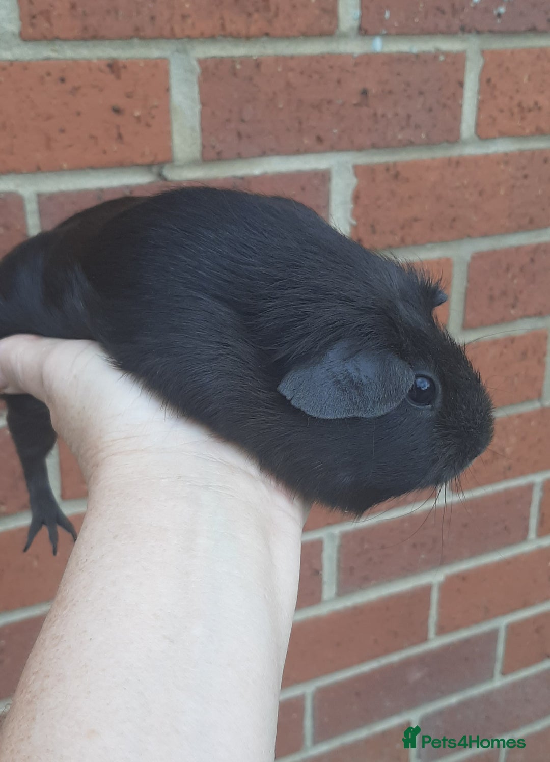 Guinea Pig rodents for sale: Guinea pig females - Image 2