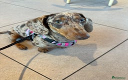 Dachshund dogs for sale: Beautiful minature dapple dachshund. 8 months old. - Image 5