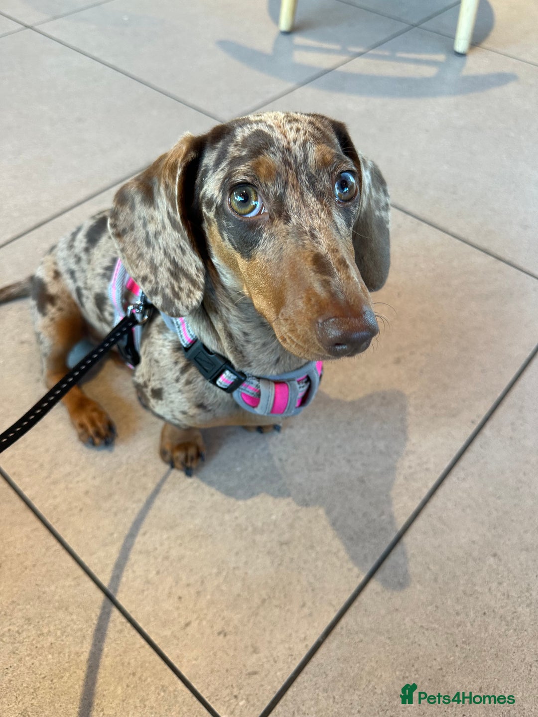 Dachshund dogs for sale: Beautiful minature dapple dachshund. 8 months old. - Image 5