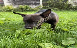Mixed Breed dogs for sale: Coco canine  - Image 7
