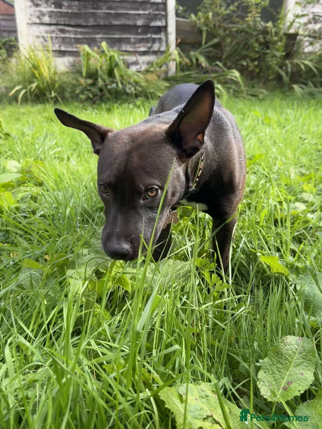 Mixed Breed dogs for sale: Coco canine  - Image 7