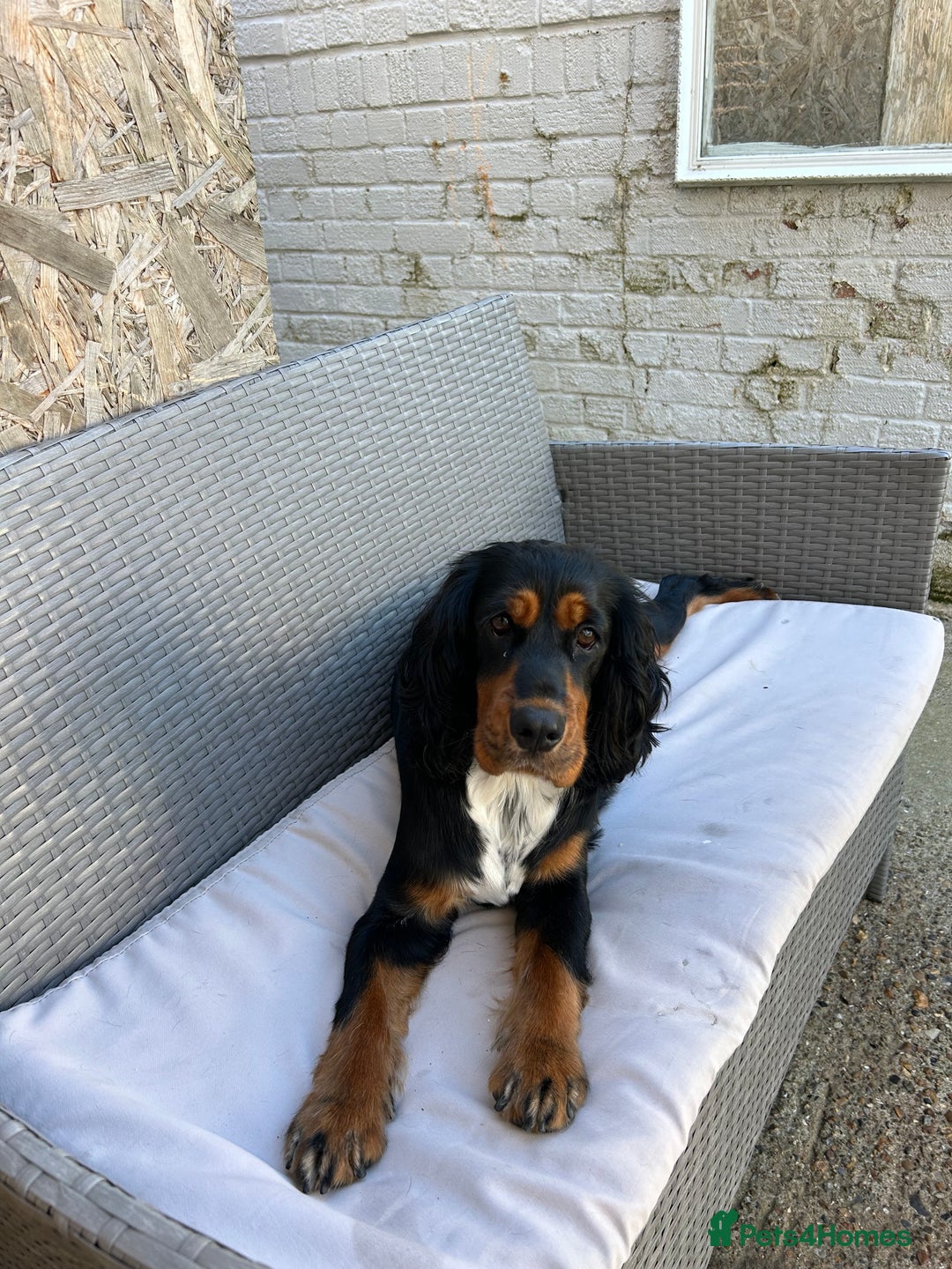 Cockapoo dogs for sale: Beautiful cockapoos  - Image 8