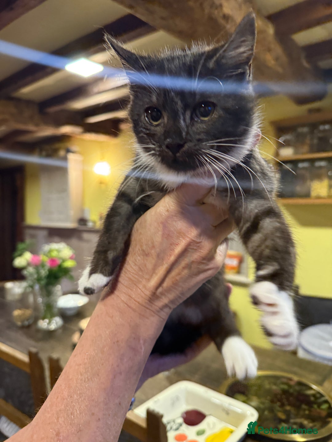 British Shorthair cats for sale: Marvellous kittens looking for home - Image 2