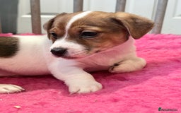 Jack Russell dogs for sale: 1 lovely jack russel girl💕READY TO LEAVE - Image 3