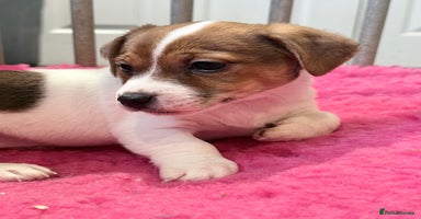 Jack Russell dogs - Advert 10