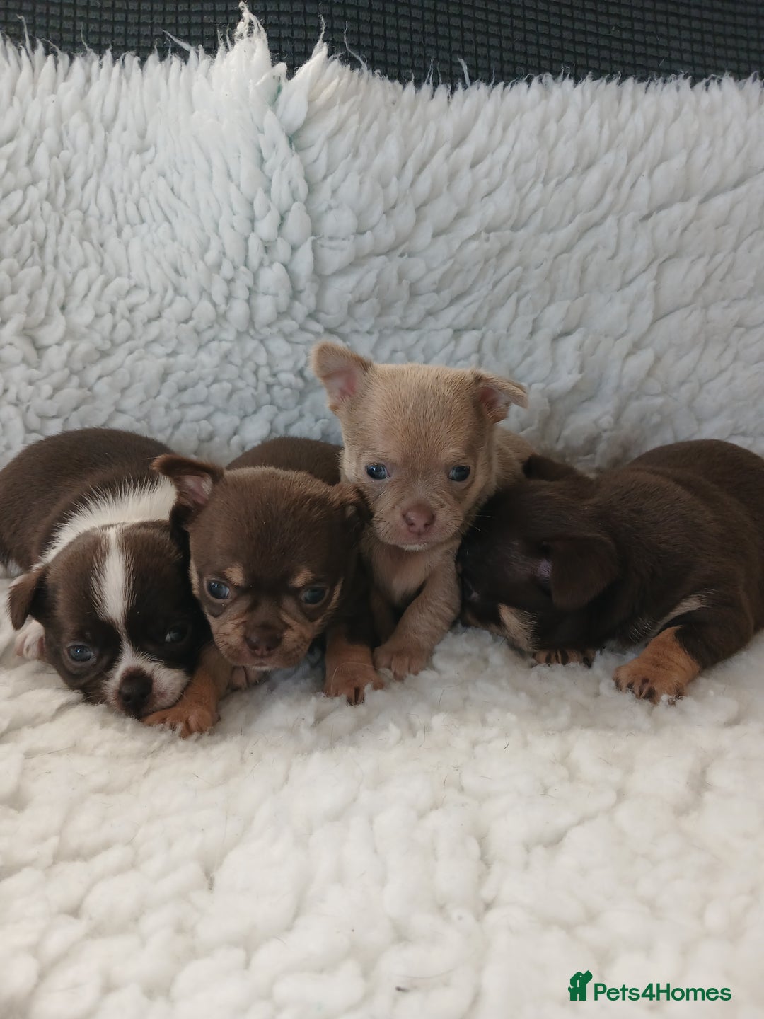 Chihuahua dogs for sale: STUNNING SMOOTH COAT CHIHUAHUAS - Advert 7