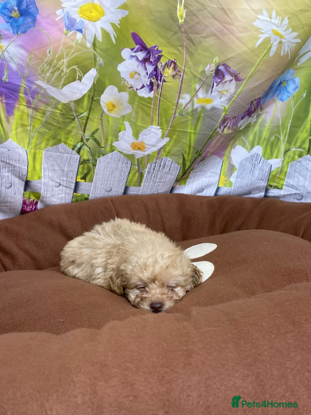 Cavapoo dogs for sale: F1B cavapoos ⭐️ - Advert 6