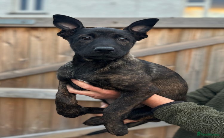 Mixed Breed dogs - Advert 1