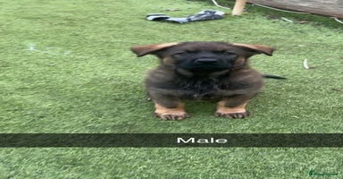 German Shepherd dogs 4 beautiful German shepherd puppies kc reg working - Advert 3