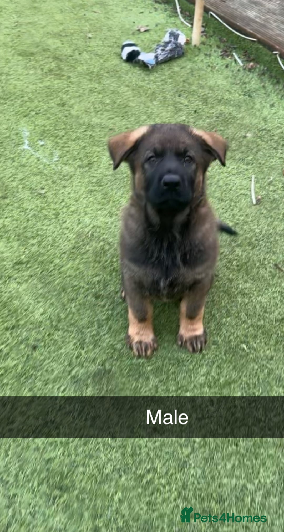 German Shepherd dogs for sale: 1 beautiful female German shepher kc reg working - Advert 6