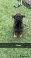 German Shepherd dogs 4 beautiful German shepherd puppies kc reg working - Advert 7