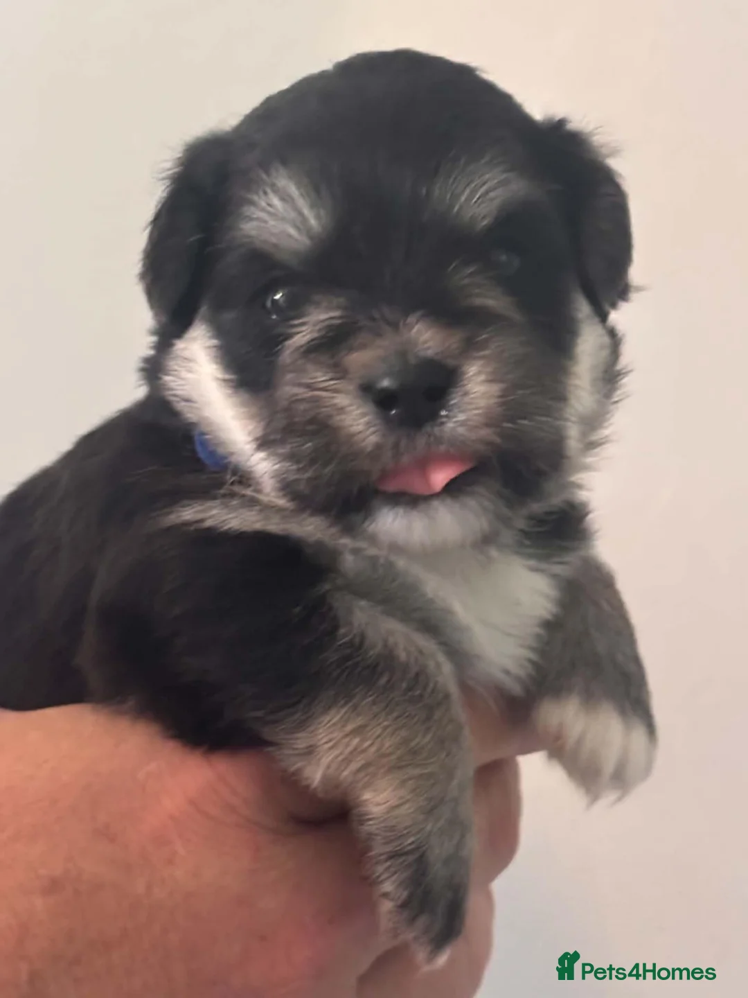 Mixed Breed dogs for sale: Cut and adorable puppies in Abingdon - Advert 13