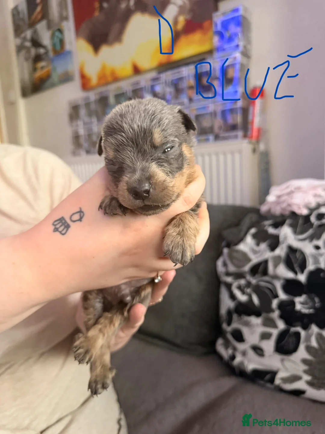 Rottweiler dogs for sale: Rottweiler puppy’s  in Birmingham - Advert 12