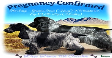 Cocker Spaniel dogs 🌟 Stunning KC Reg Show Type Cocker Spaniels 🌟 - Advert 1