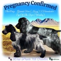 Cocker Spaniel dogs 🌟 Stunning KC Reg Show Type Cocker Spaniels 🌟 - Advert 6