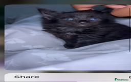 Domestic Shorthair cats for sale: URGANT rehoming  - Image 4