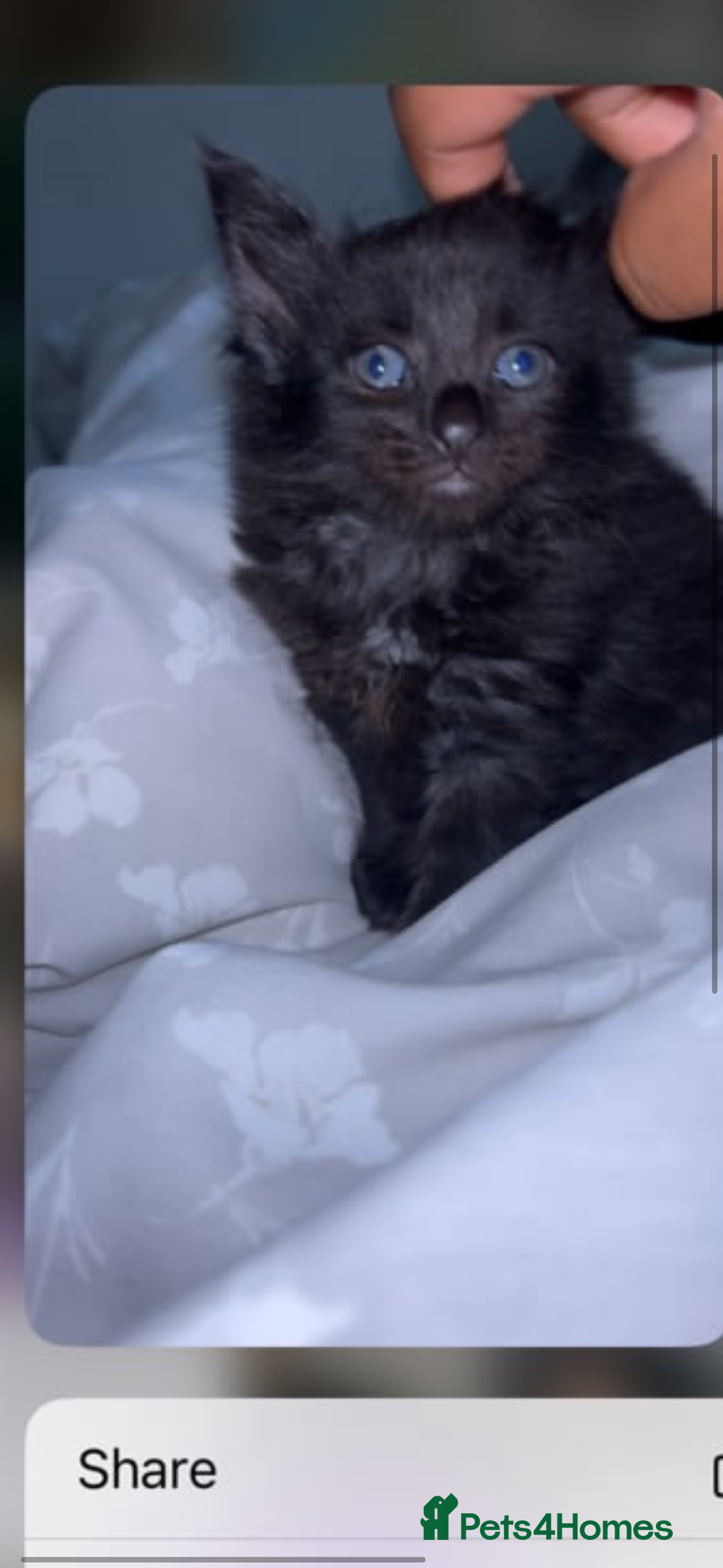 Domestic Shorthair cats for sale: URGANT rehoming  - Image 4